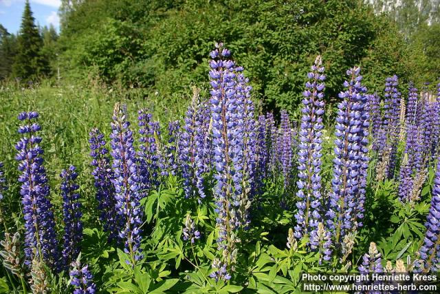Photo: Lupinus polyphyllos 9.