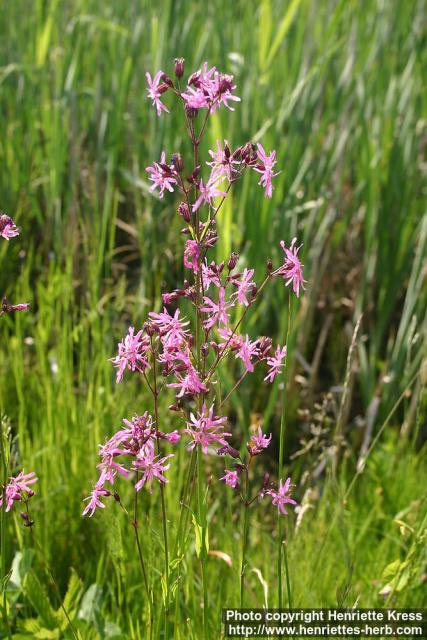 Photo: Lychnis flos cuculi 2.