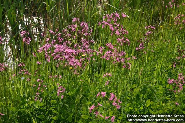 Photo: Lychnis flos cuculi 7.