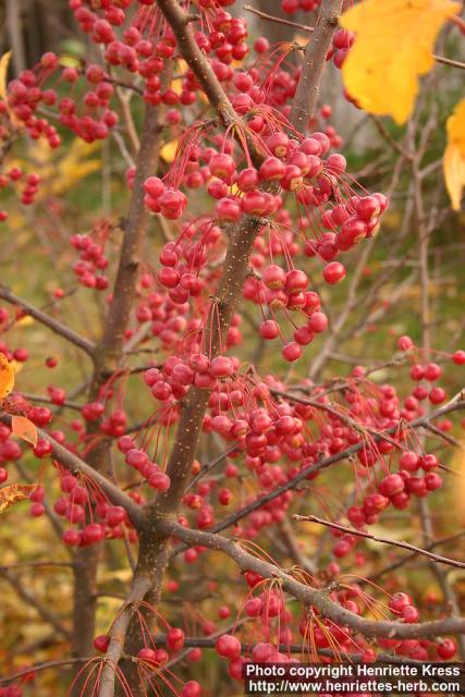 Photo: Malus toringo 2.