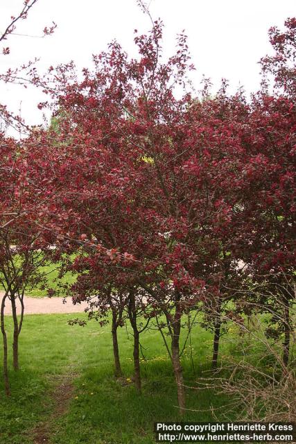 Photo: Malus 8.