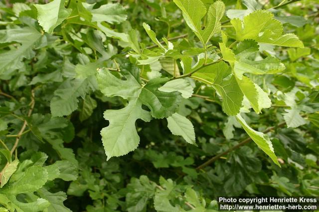 Photo: Morus alba 1.