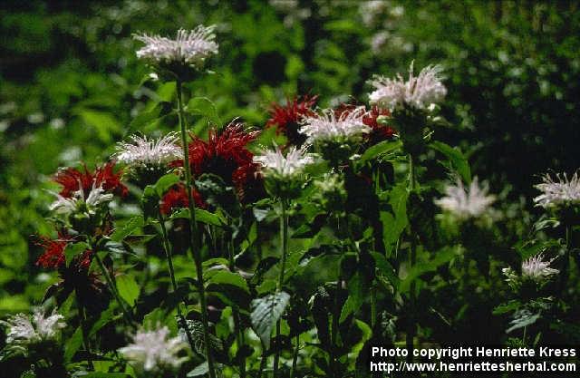 Photo: Monarda didyma 5.