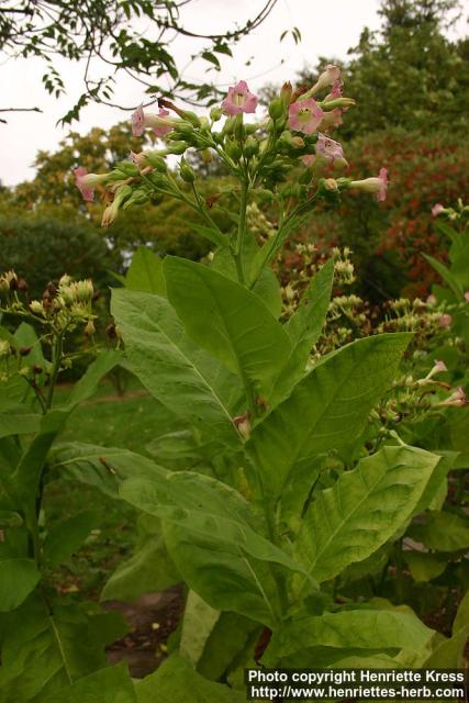Photo: Nicotiana tabacum 8.