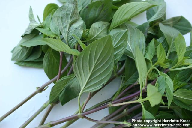 Photo: Ocimum basilicum 6.