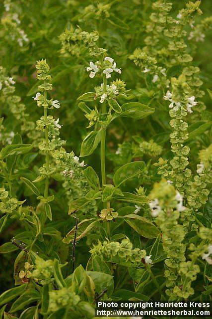 Photo: Ocimum basilicum 7.
