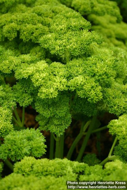 Photo: Petroselinum crispum 4.