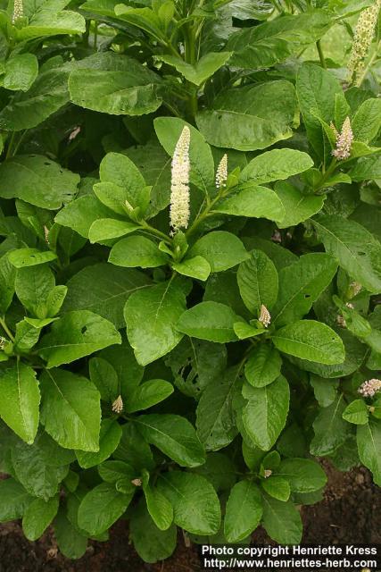Photo: Phytolacca acinosa 7.