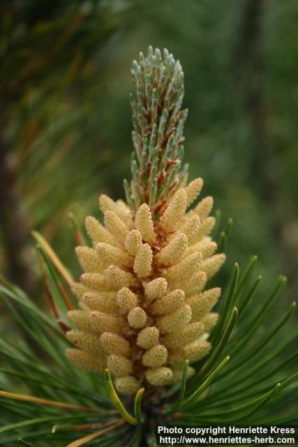 Photo: Pinus mugo 4.