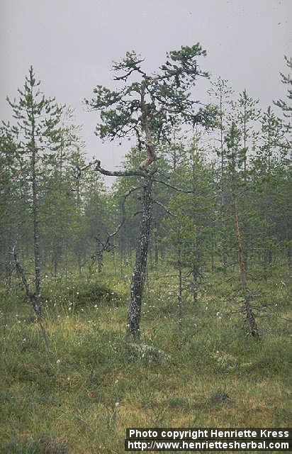 Photo: Pinus sylvestris 1.
