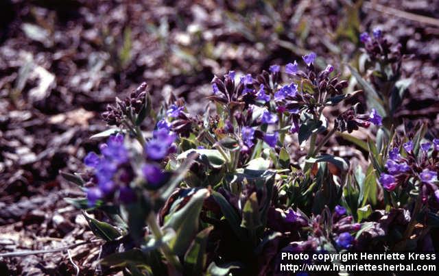 Photo: Pulmonaria obscura 6.