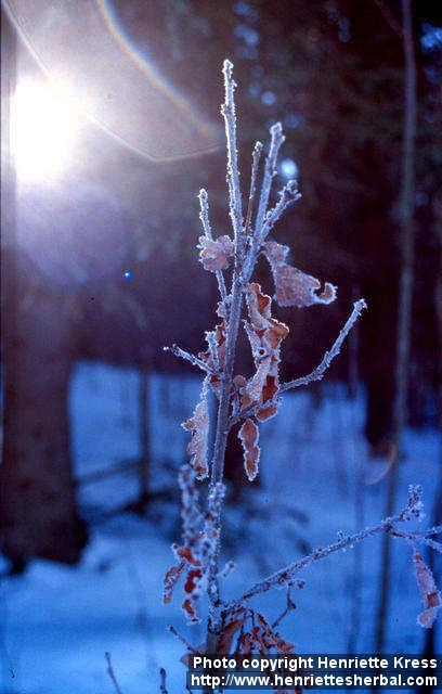 Photo: Quercus robur 4.