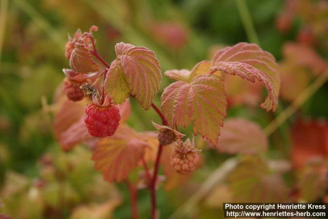 Photo: Rubus idaeus 4.