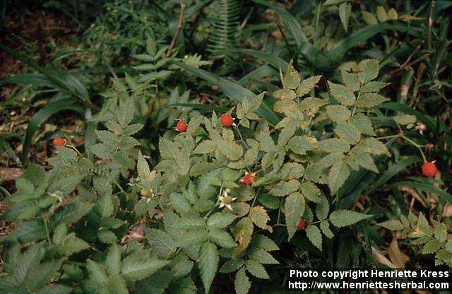 Photo: Rubus 6.