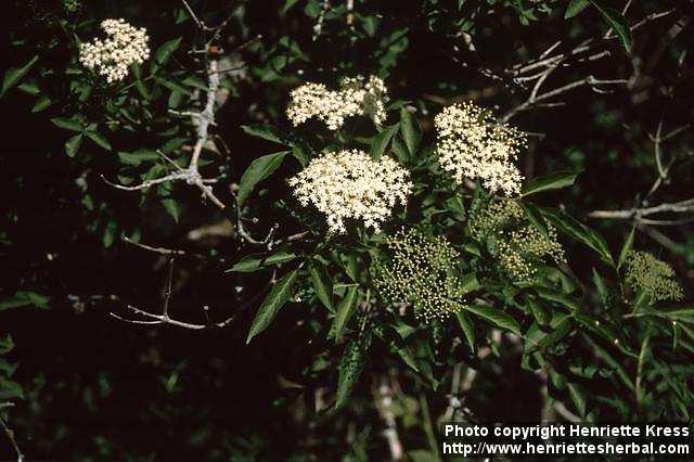 Photo: Sambucus nigra 5.
