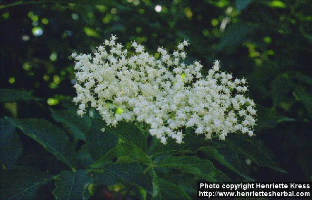 Photo: Sambucus nigra 2.