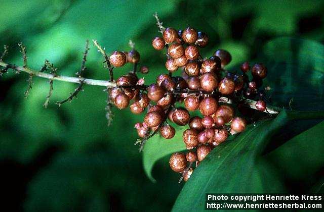 Photo: Smilacina racemosa 3.