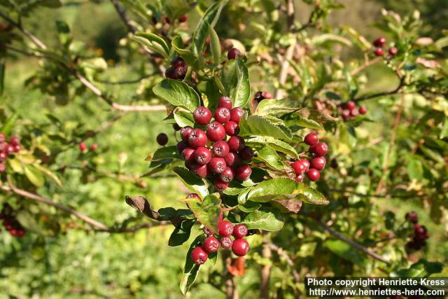 Photo: Sorbus hybrida 4.