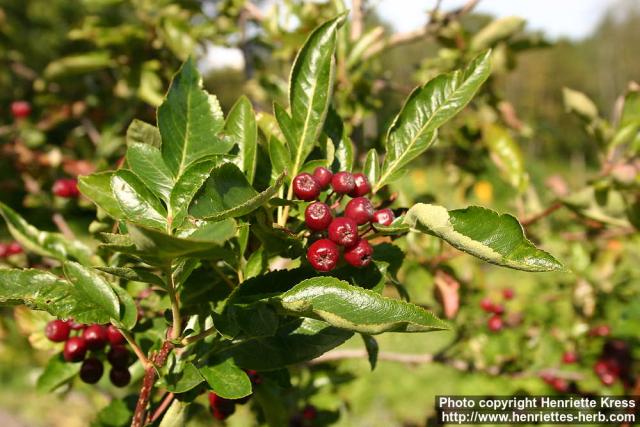 Photo: Sorbus hybrida 5.