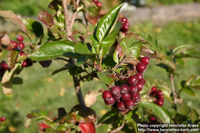 Photo: Sorbus hybrida 8.