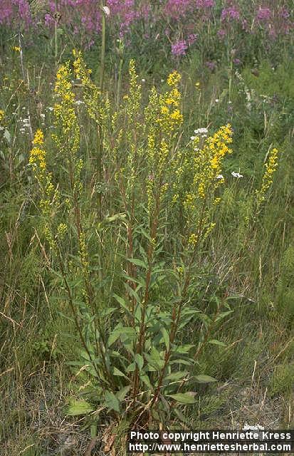 Photo: Solidago virgaurea.