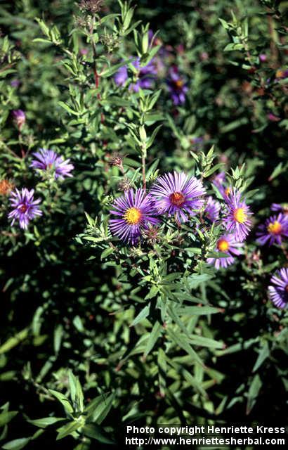 Photo: Symphyotrichum novae angliae 2.