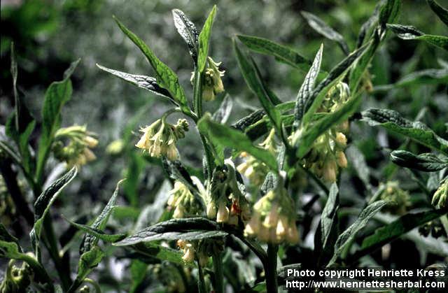Photo: Symphytum officinale 3.