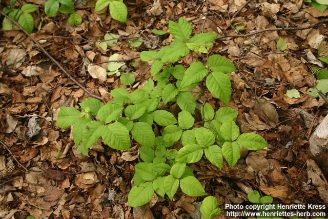 Photo: Toxicodendron radicans 5.