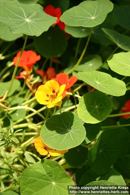 Photo: Tropaeolum majus 6.