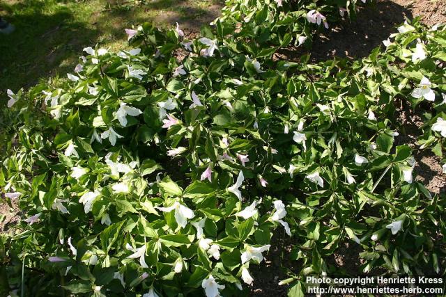 Photo: Trillium grandiflorum 6.