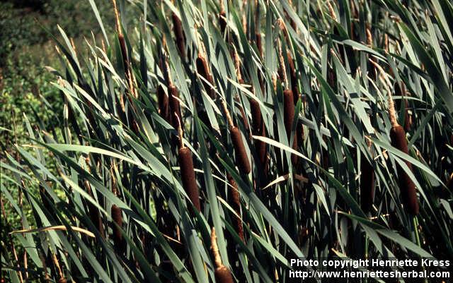 Photo: Typha latifolia 6.