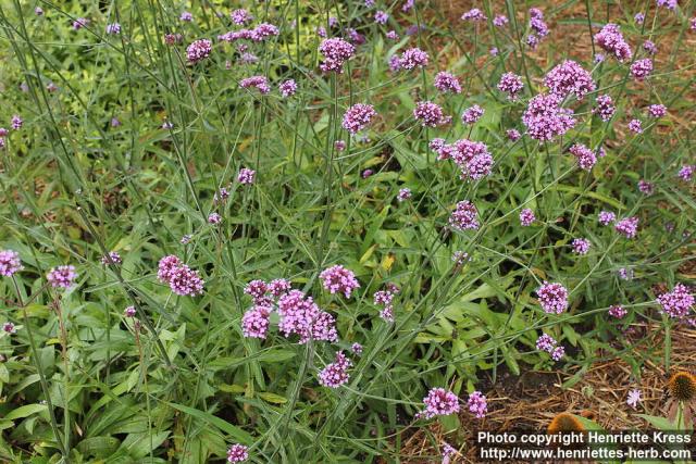 Photo: Verbena bonariensis 9.