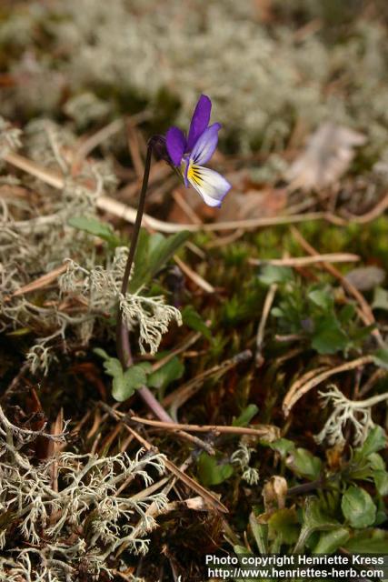 Photo: Viola tricolor 6.