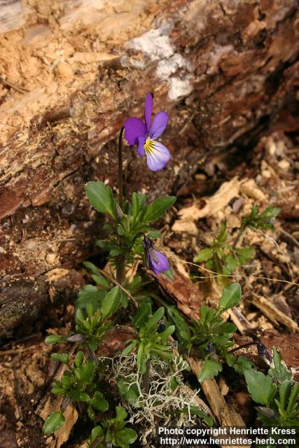 Photo: Viola tricolor 7.