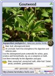 Herbcard 10.2017: Goutweed.