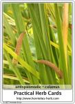 Herb card 15.2017: Antispasmodic.