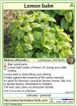 Herb card 19.2017: Lemon balm.