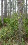 Photo: Gelsemium sempervirens 1. Susan Marynowski.