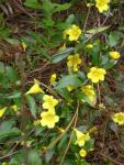 Photo: Gelsemium sempervirens. Susan Marynowski.