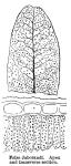 False Jaborandi. Apex and transverse section.