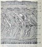Fig. 1.—Transverse section of the stem bark of Pru...