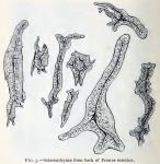 Fig. 3.—Sclerenchyma from bark of Prunus serotina.