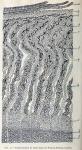 Fig. 11.—Cross section of stem bark of Prunus Penn...
