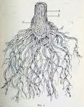 Fig. 1. Longitudinal section of fresh rhizome