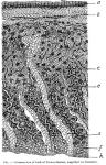 Fig. 1.—Cross-section of bark of Prunus demissa.