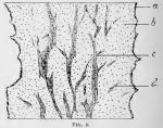 Fig. 2.—Diagram of a longitudinal tangential secti...