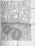 Fig. 2.—Small portion of cross-section