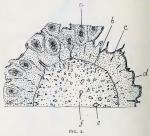 Fig. 2. Diagram of half of cross-section of rhizom...