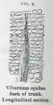 Fig. 2. Viburnum opulus. Bark of trunk.