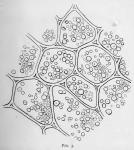 Fig. 3.—Small portion of cortical parenchyma